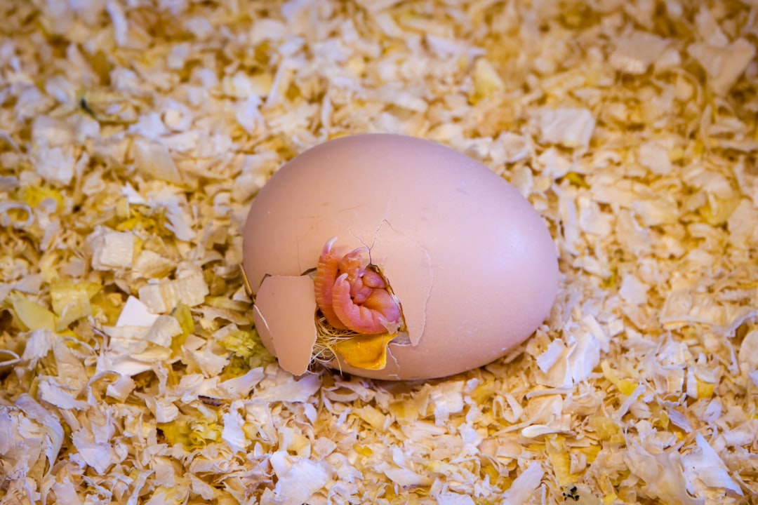 Navigating the World of Egg Donation: A Guide for Intended Parents