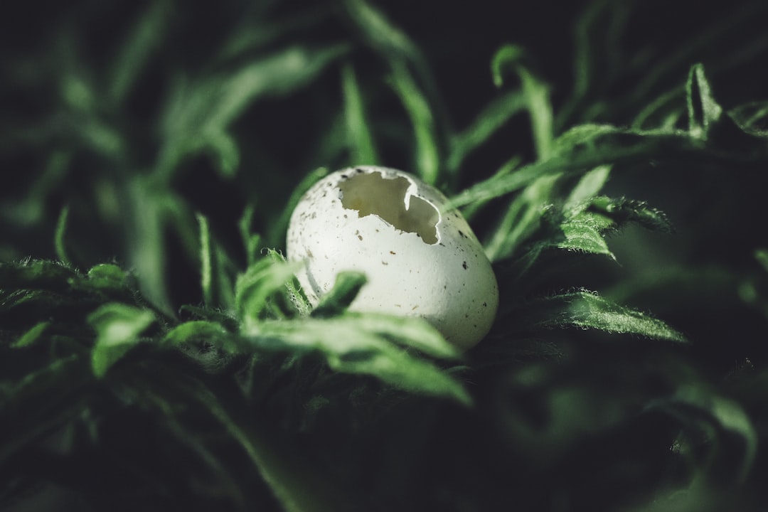 The Essential Steps for Egg Donors: From Application to Donation
