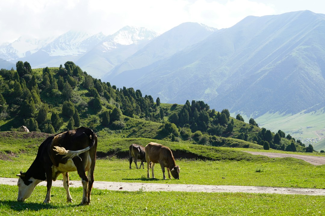Legal Implications of Surrogacy Agreements in Kyrgyzstan